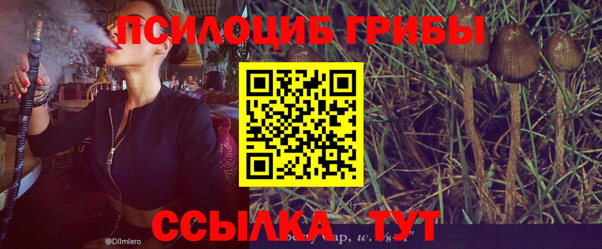Галлюциногенные грибы Cubensis Нововоронеж